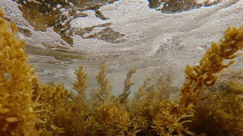 Big, frothy waves roll on waving sargassum algae, air bubbles float above algae Stock Footage 333955596