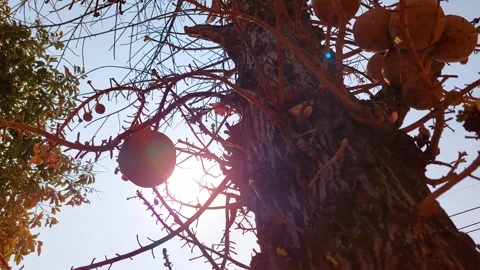 Big fruit under the sun Stockbeeldmateriaal 300004287