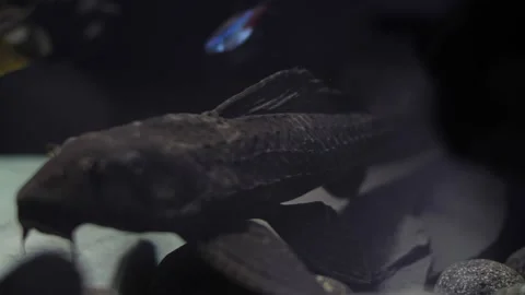 Big full growth algae eater Pterygoplichthys gibbiceps on a grey round Stock Footage 146137358