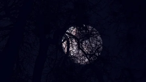 Big Full Moon Behind Tree Branches Dark Night Stock Footage 126855908