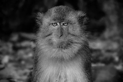Big Funny Face Monkey Look Around Looks For People and Surrounding Cute Shock Fu Stock Photos