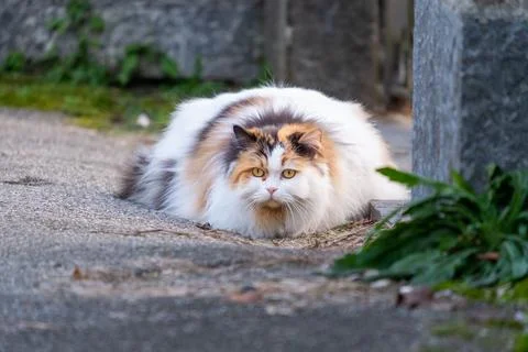 Big furry cat on the grass Stock Photos