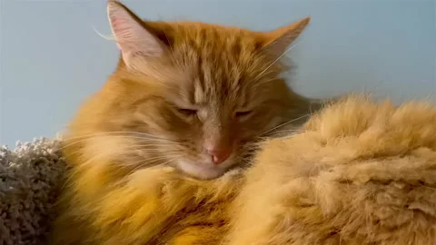 Big furry red cat napping in its cat bed. Sleepy red cat. Stock Footage 163098059