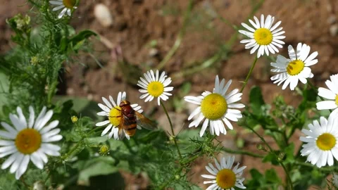 Big gadfly eats nectar on daisies Stockbeeldmateriaal 134627036