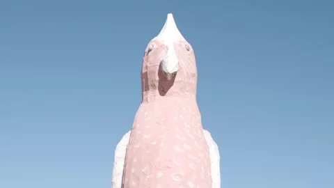 The big galah Australia Stock Footage 245593512