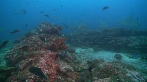Big galapagos shark Stock Footage 55080775