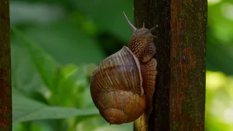Big garden snail with big shell creeps up on a wooden surface, side view Stock Footage 111586473