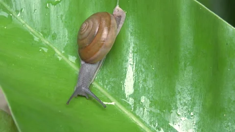 Big garden snail slowly crawling on wet leaf. Thailand Stock Footage 258853322