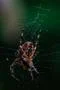 Big garden spider extreme macro closeup with spider web and natural background Photo