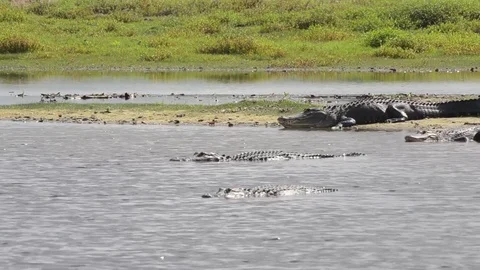 Big Gator walking Stock Footage 80678834