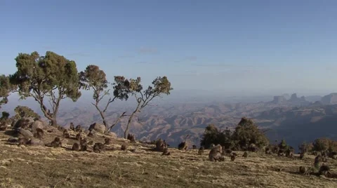 Big Gelada Baboon group feeding on mountain grass plateau in the afternoon Vidéo 55844517