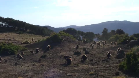 Big Gelada Baboon group move on grass plains at dusk feeding Vídeo Stock 55842785