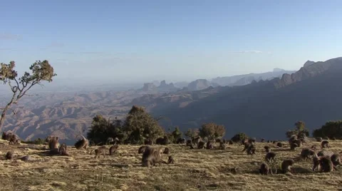 Big Gelada Baboon group move on grass plains late afternoon digging for food Stockbeeldmateriaal 55842803
