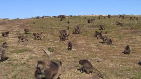 Big Gelada Baboon group walking on sunny grass plains in the mountains Stock Footage 55844537