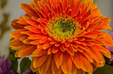 The big gerbera Stock Photos