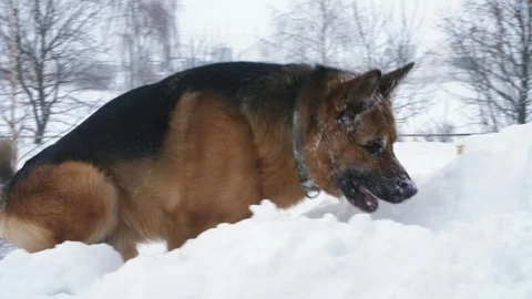 Big German dog, a shepherd, plays and has fun in a large snowdrift. his face is Stock Footage 102140300