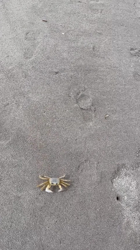 Big ghost crab Stock Footage 274324854