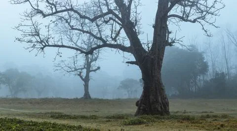 Big ghostly-looking leafless tree on a misty morning on the edge of the forest Stock Photos
