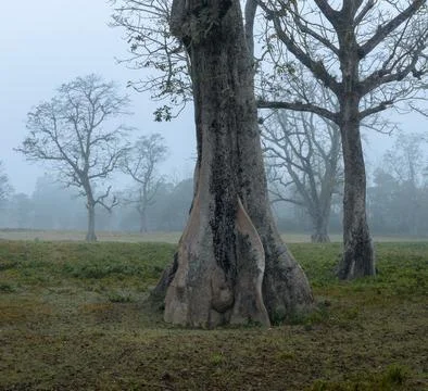 Big ghostly-looking leafless tree on a misty morning on the edge of the forest Stock Photos