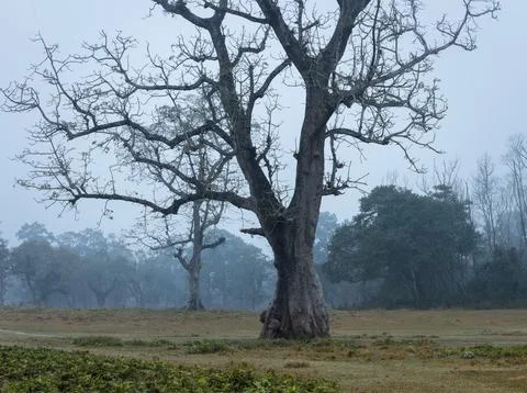 Big ghostly-looking leafless tree on a misty morning Stock Photos