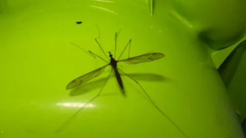 A Big Giant Large Mosquito Perched On Green Plastic Bucket Surface Low Light Stock Footage 153281823
