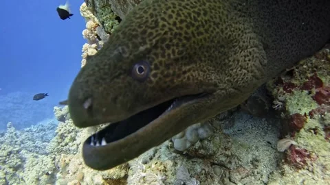Big giant moray eel Stock Footage 280062605