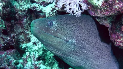 Big Giant moray on the seabed. Stock Footage 183451427