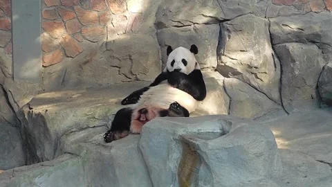 A big giant panda lie down on the rock eating  in the zoo Stock Footage 287523608