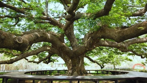 Big Giant rain tree or Monkey pod in Kanchanaburi, Thailand Stock Footage 126135520