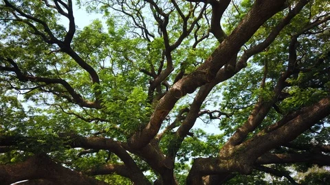 Big Giant rain tree or Monkey pod in Kanchanaburi, Thailand Stock Footage 126135716