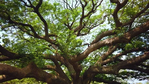 Big Giant rain tree or Monkey pod in Kanchanaburi, Thailand Vidéo 126135719