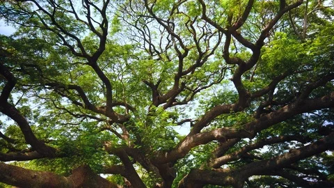 Big Giant rain tree or Monkey pod in Kanchanaburi, Thailand Stock-Footage 126135902
