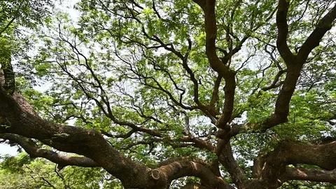 Big Giant rain tree or Monkey pod in Kanchanaburi, Thailand Video stock 126141397