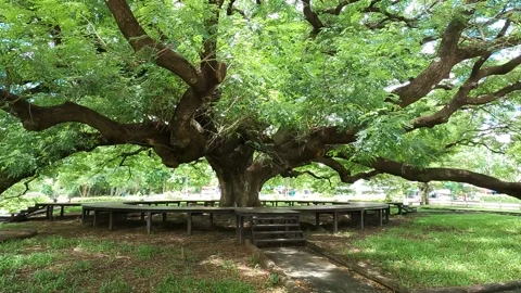 Big Giant rain tree or Monkey pod in Kanchanaburi, Thailand Stock Footage 157486303