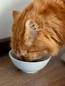 Big ginger cat eats from a bowl. Pets and their nutrition Stock Photos