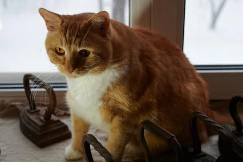 Big ginger cat sits on the windowsill and watches, outside the window winter Stock Photos