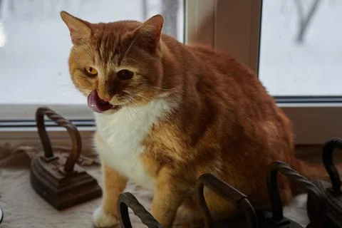 Big ginger cat sits on the windowsill and watches, outside the window winter Stock Photos