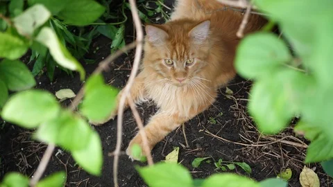 Big ginger cat sitting in the garden bush. Maine coon Vídeo Stock 113809405
