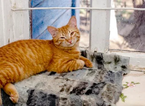Big ginger cat squints after sleeping on the window Stock Photos