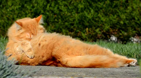 Big ginger cat washes in the garden Stock Footage 37172799