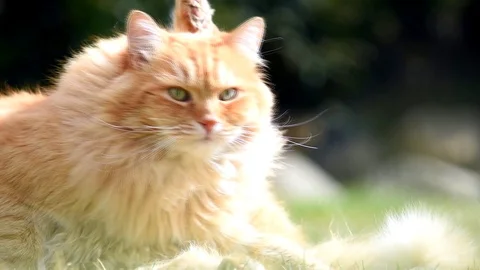 Big ginger cat washes in the garden. Stock Footage 87528310