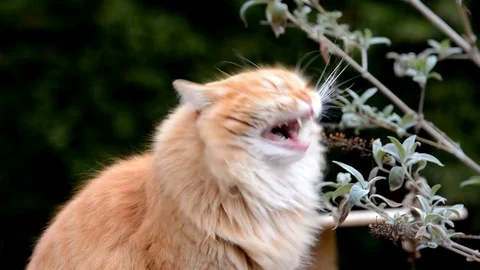 Big ginger cat yawns. Stock-Footage 73762224
