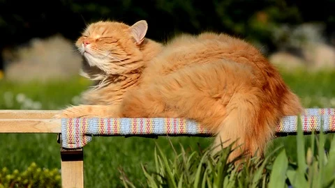 Big ginger Siberian cat lying in the garden. Stock Footage 74911155