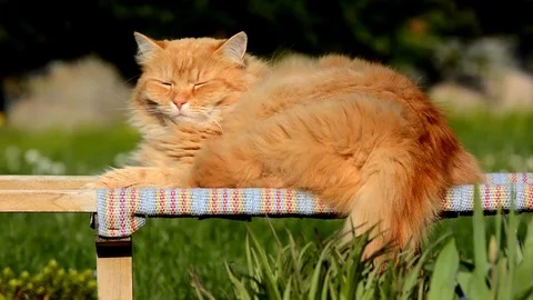 Big ginger Siberian cat lying in the garden. Stock-Footage 74911161