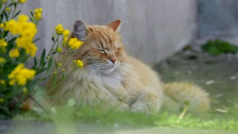 Big ginger Siberian cat lying in the garden. Stock-Footage 74911438