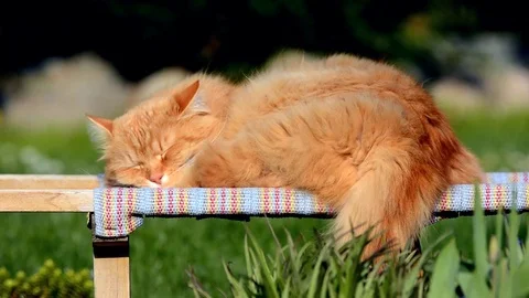 Big ginger Siberian cat lying in the garden. Stock Footage 74911439