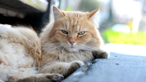 Big ginger Siberian cat lying in the street. Stock Footage 74932249