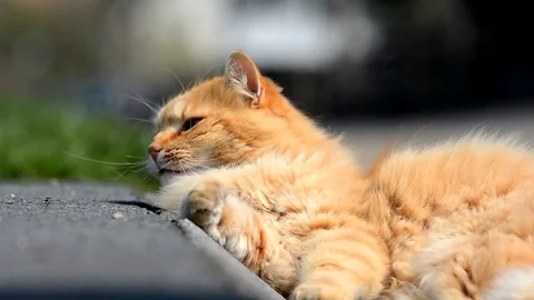 Big ginger Siberian cat lying in the street. Stock Footage 74932252
