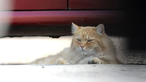 Big ginger Siberian cat lying in the street. Stock Footage 74932253