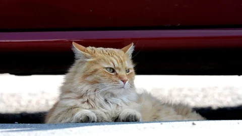 Big ginger Siberian cat lying in the street. Stock Footage 74932262